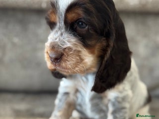 Cocker Spaniel dogs BEAUTIFUL SHOW TYPE COCKER SPANIELS - Advert 12