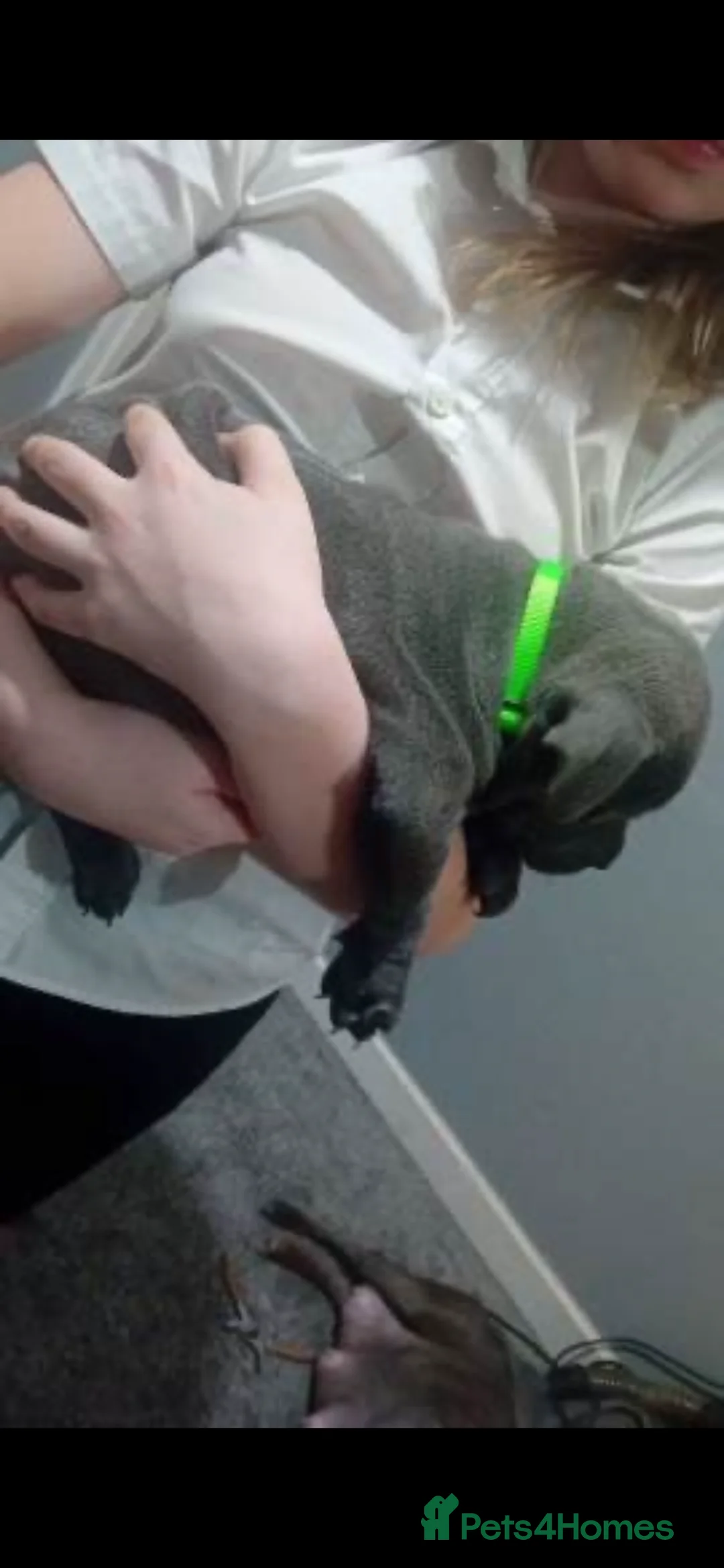 Staffordshire Bull Terrier dogs for sale: Stunning 100% Outstanding Staffy Puppies  - Advert 31