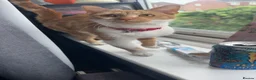 Domestic Shorthair cats for sale: Kitty  - Advert 1