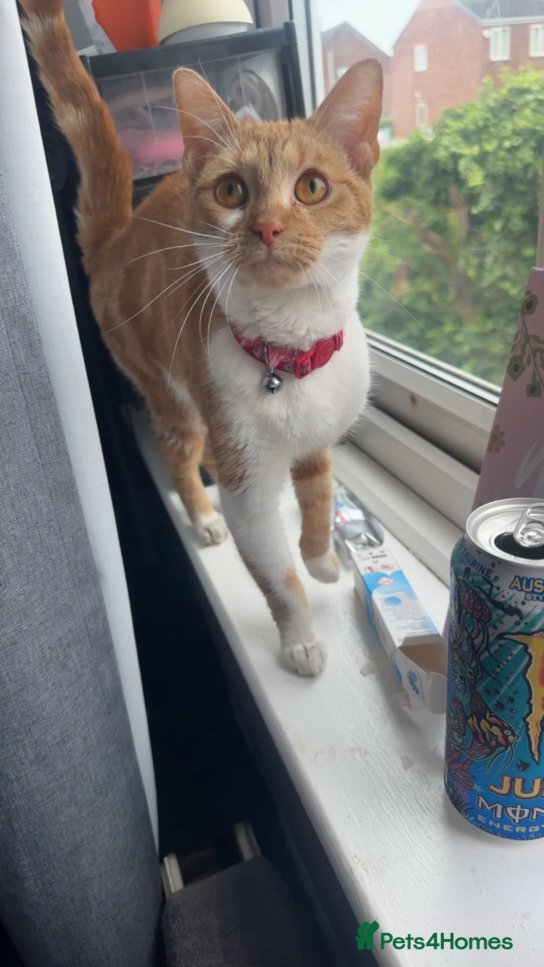 Domestic Shorthair cats for sale: Kitty  - Advert 1