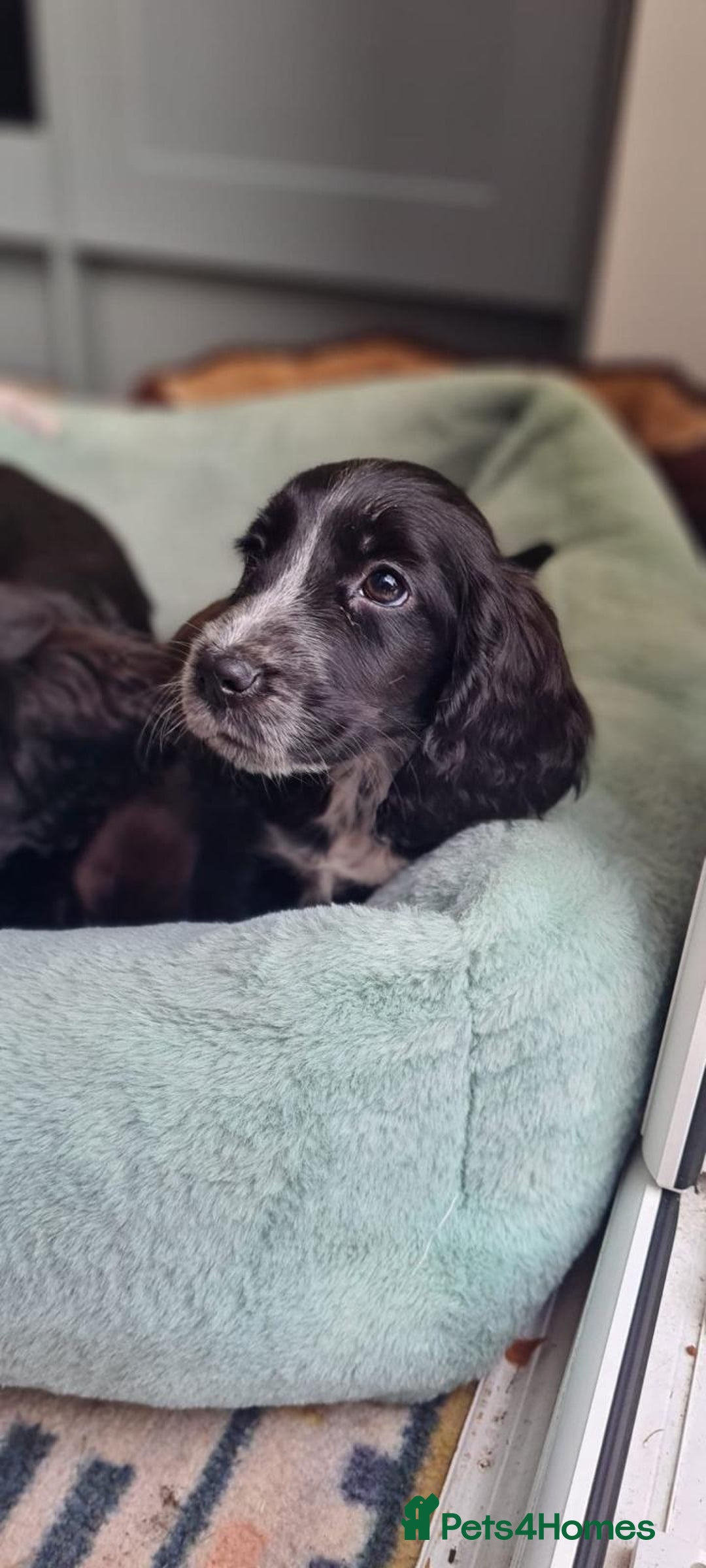 Cocker Spaniel dogs for sale: Show cocker spaniels  - Image 16