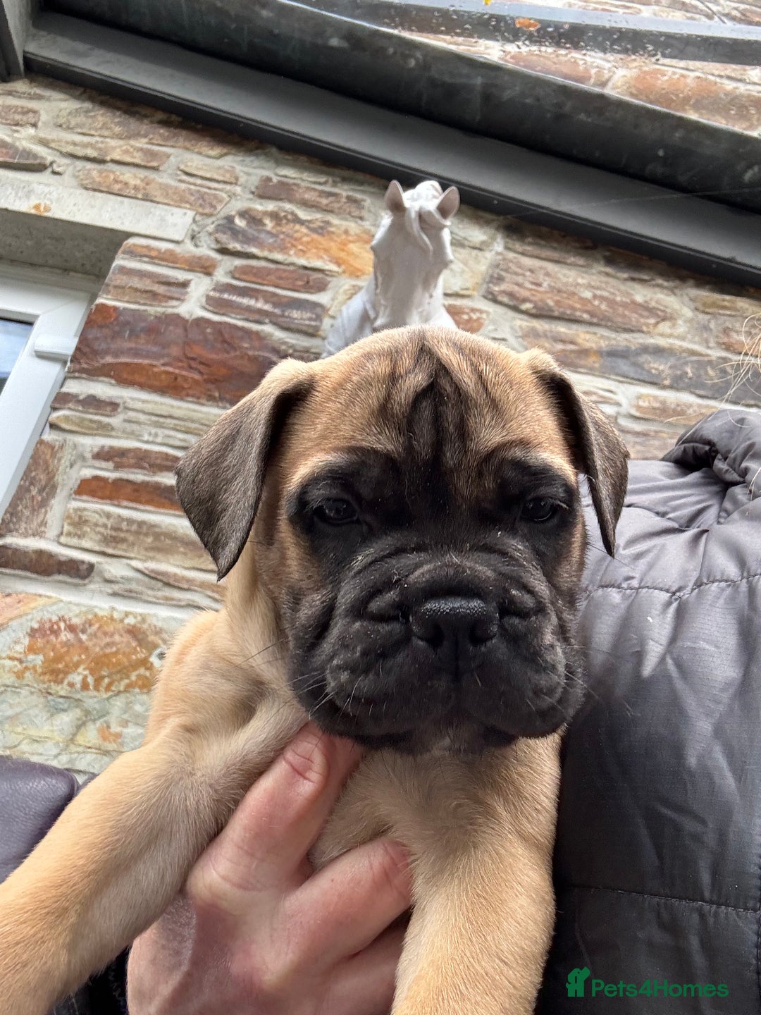Bullmastiff dogs for sale: Beautiful Pedigree Puppies - Advert 26