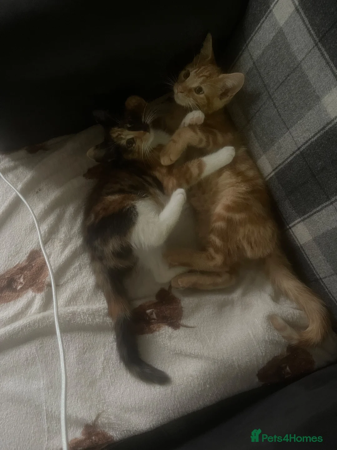 Mixed Breed cats for sale: Kitten - Advert 1