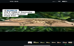 Gecko reptiles for sale: CRESTED GECKOS - Image 1