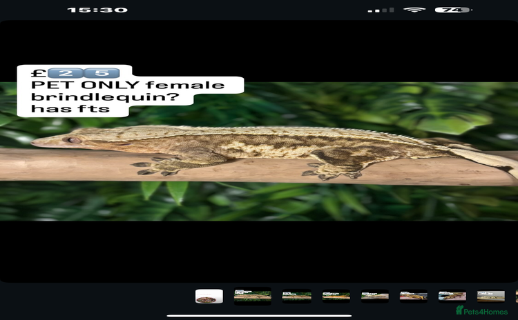 Gecko reptiles - Advert 1