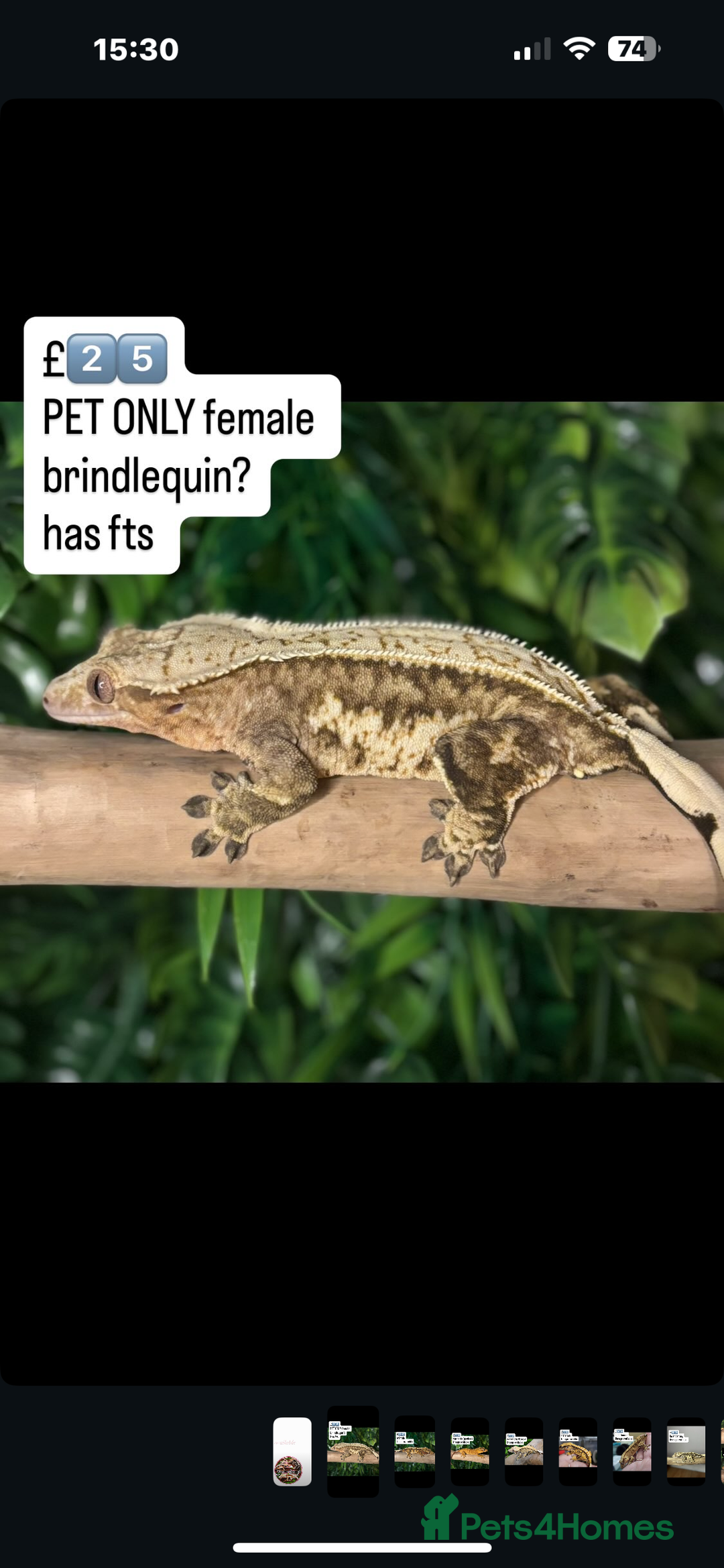Gecko reptiles for sale: CRESTED GECKOS - Image 1