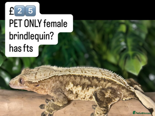 Gecko reptiles - Advert 16