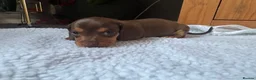 Miniature Dachshund dogs for sale: Miniature dachshund puppies - Advert 11