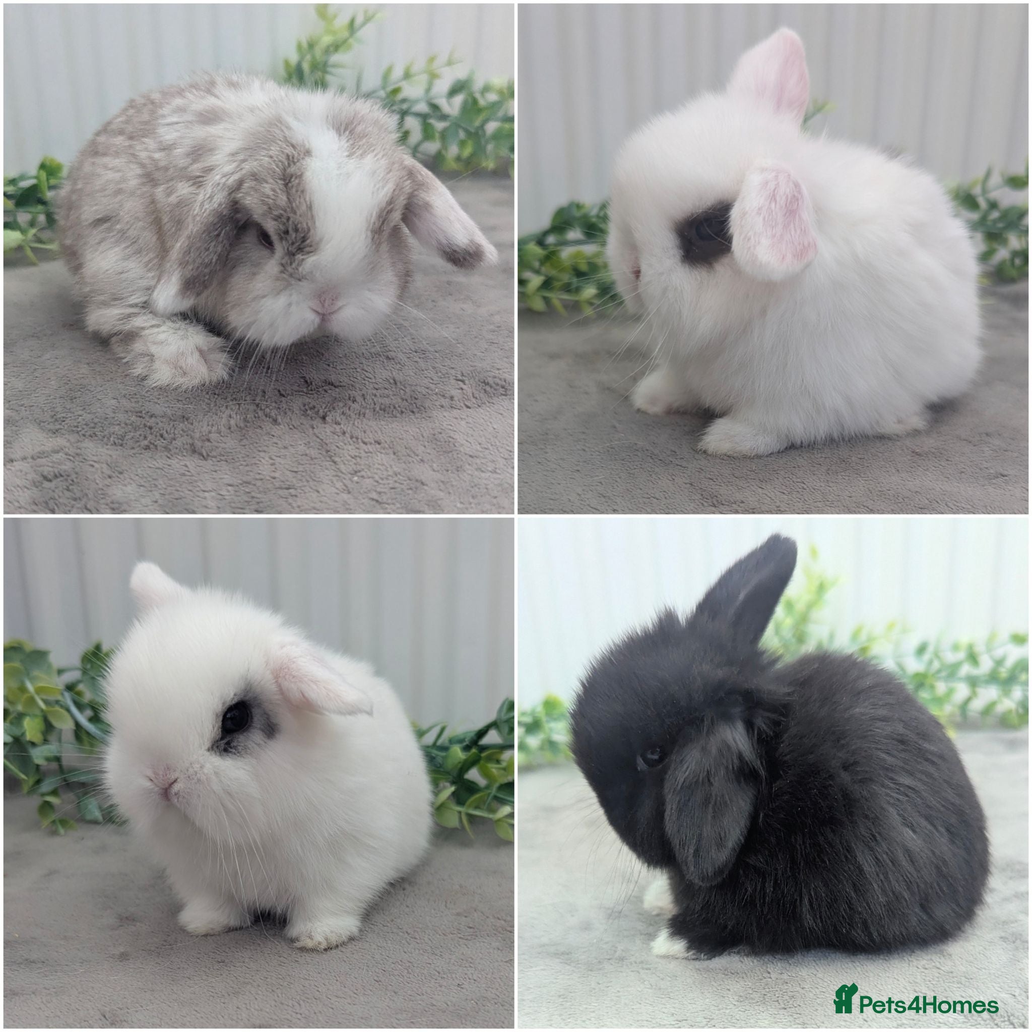 Mini Lop rabbits Mini lops ready to reserve - Advert 6