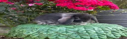 Mini Lop rabbits for sale: Adorable pure bred mini lops - Advert 6