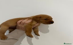 Labrador Retriever dogs for sale: Working Class Fox Red Labs  - Image 24