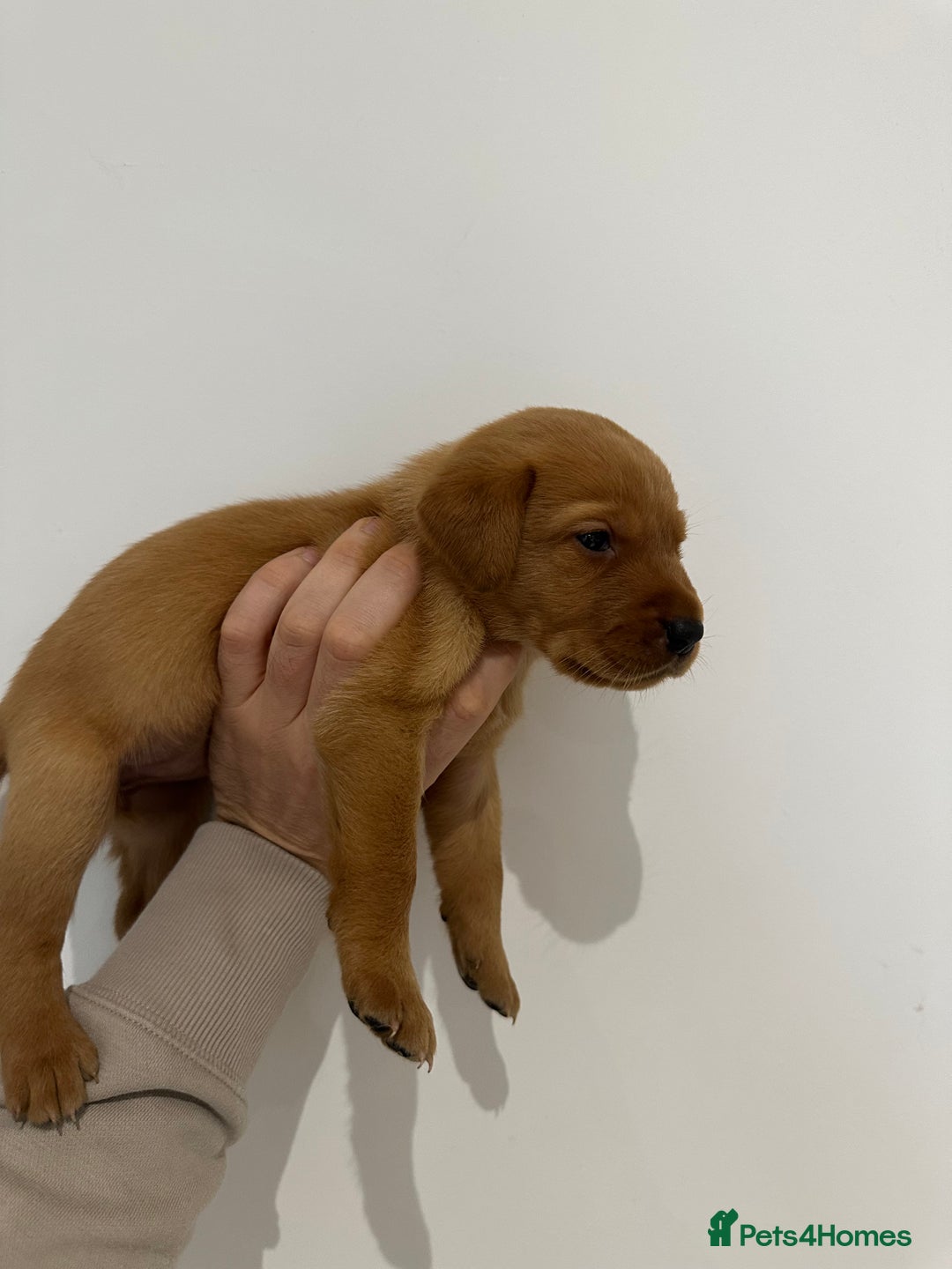 Labrador Retriever dogs for sale: Working Class Fox Red Labs  - Image 24