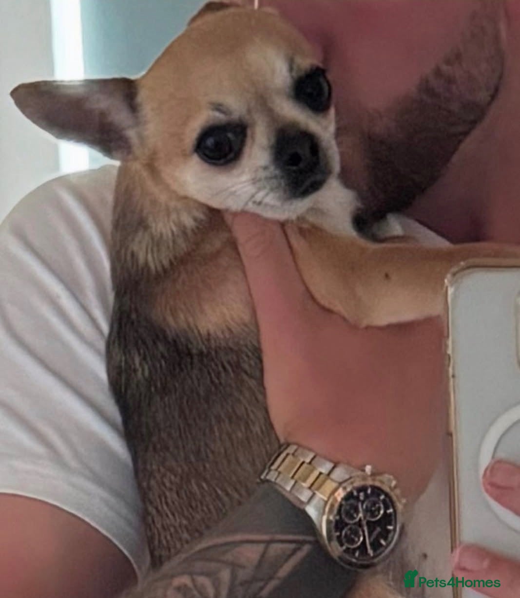 Chihuahua dogs Adorable chihuahua for adpotion - Advert 1