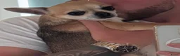 Chihuahua dogs for sale: Adorable chihuahua for adpotion - Advert 1