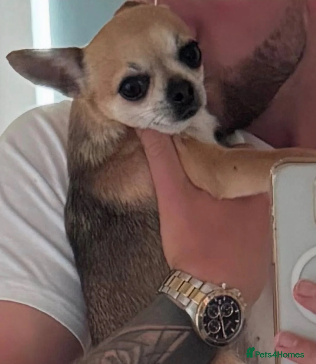 Chihuahua dogs for sale: Adorable chihuahua for adpotion - Advert 1