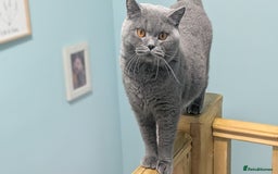British Shorthair cats for sale: Active Gccf Female  - Image 8