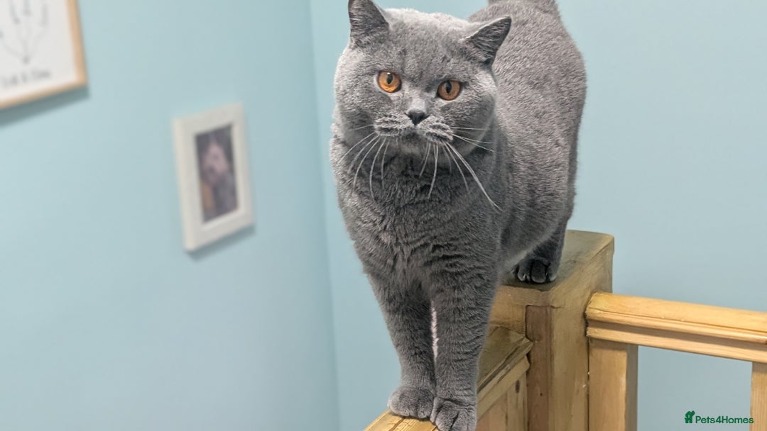 British Shorthair cats for sale: Active Gccf Female  - Image 8