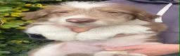 Bearded Collie dogs for sale: Beautiful bouncing Beardies  - Advert 4