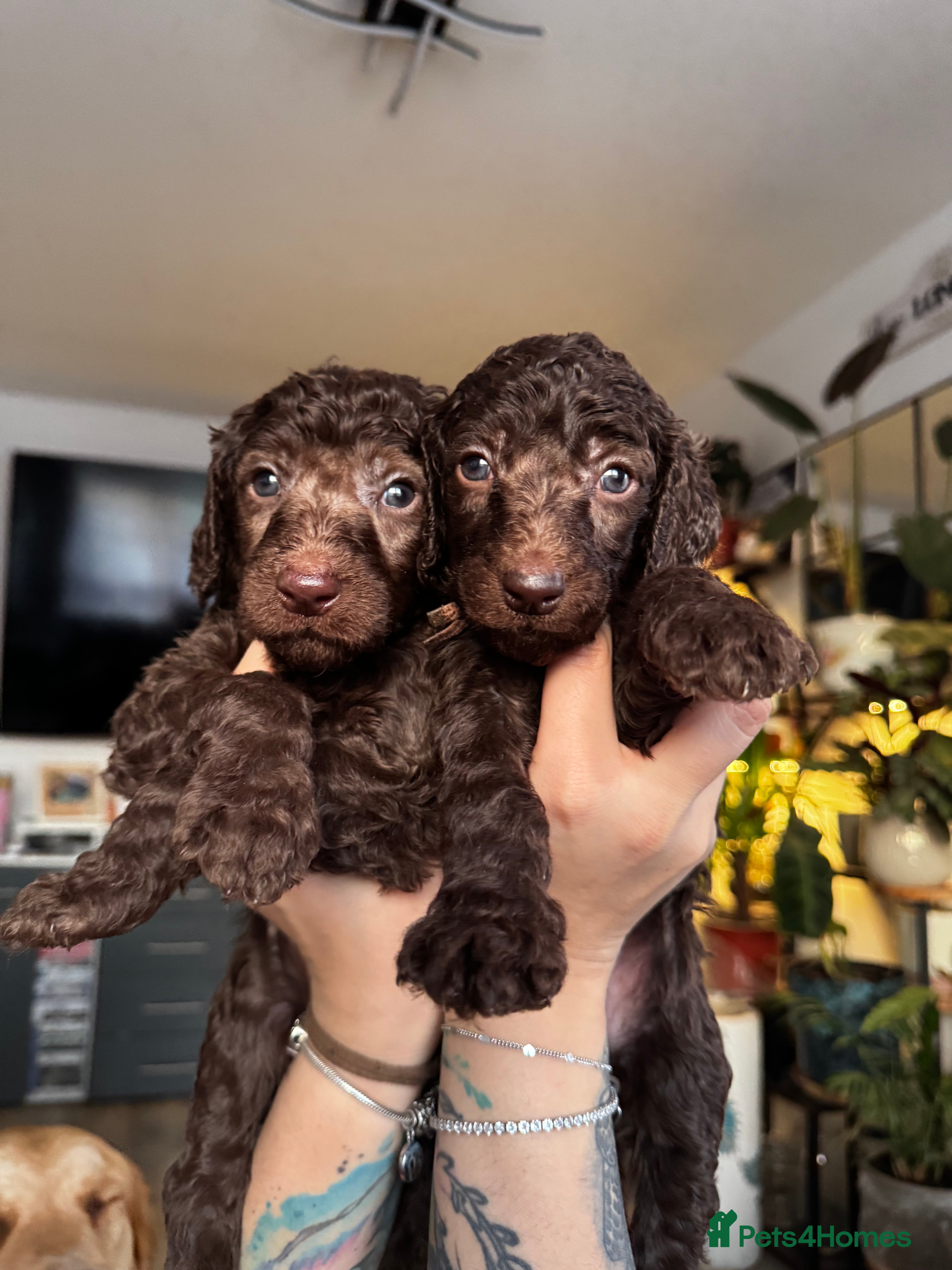 Standard Poodle dogs KC registered Standard Poodles! - Advert 17