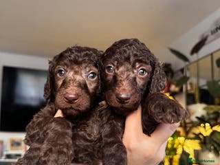 Standard Poodle dogs KC registered Standard Poodles! - Advert 10