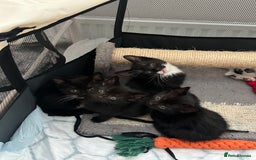 Mixed Breed cats for sale: Mixed Breed kittens - Image 1
