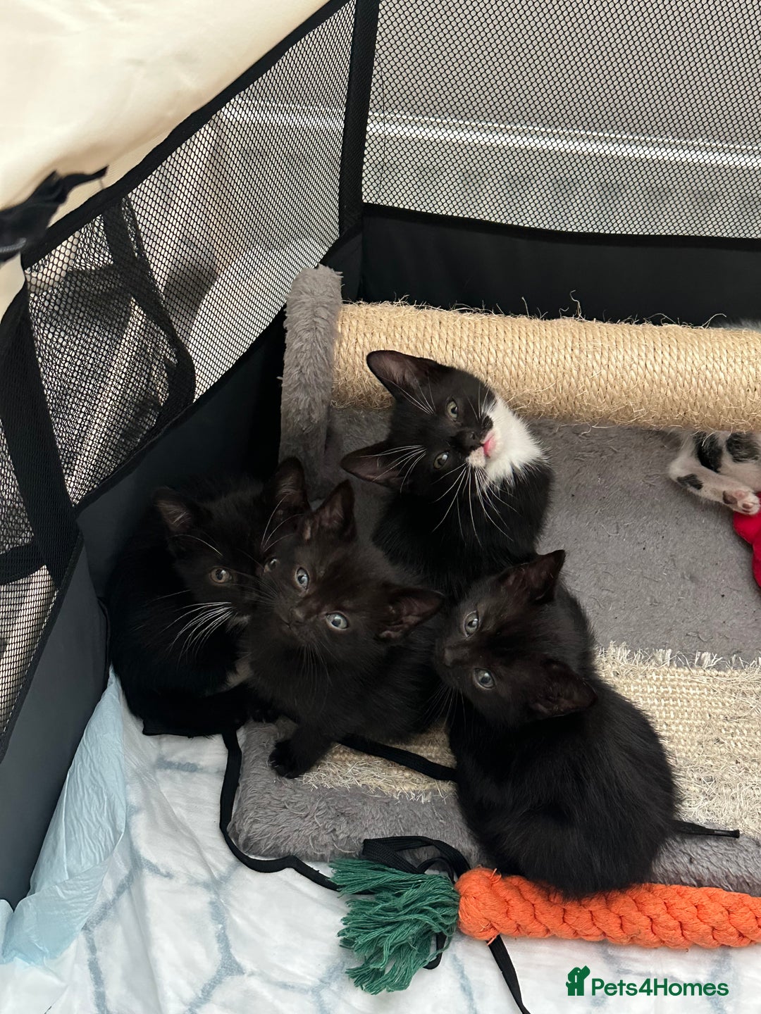Mixed Breed cats for sale: Mixed Breed kittens - Image 1