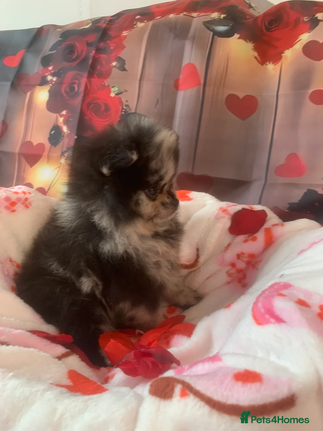 Pomeranian dogs for sale: UNIQUE BEAR FACE POMERANIAN LITTER - Advert 14