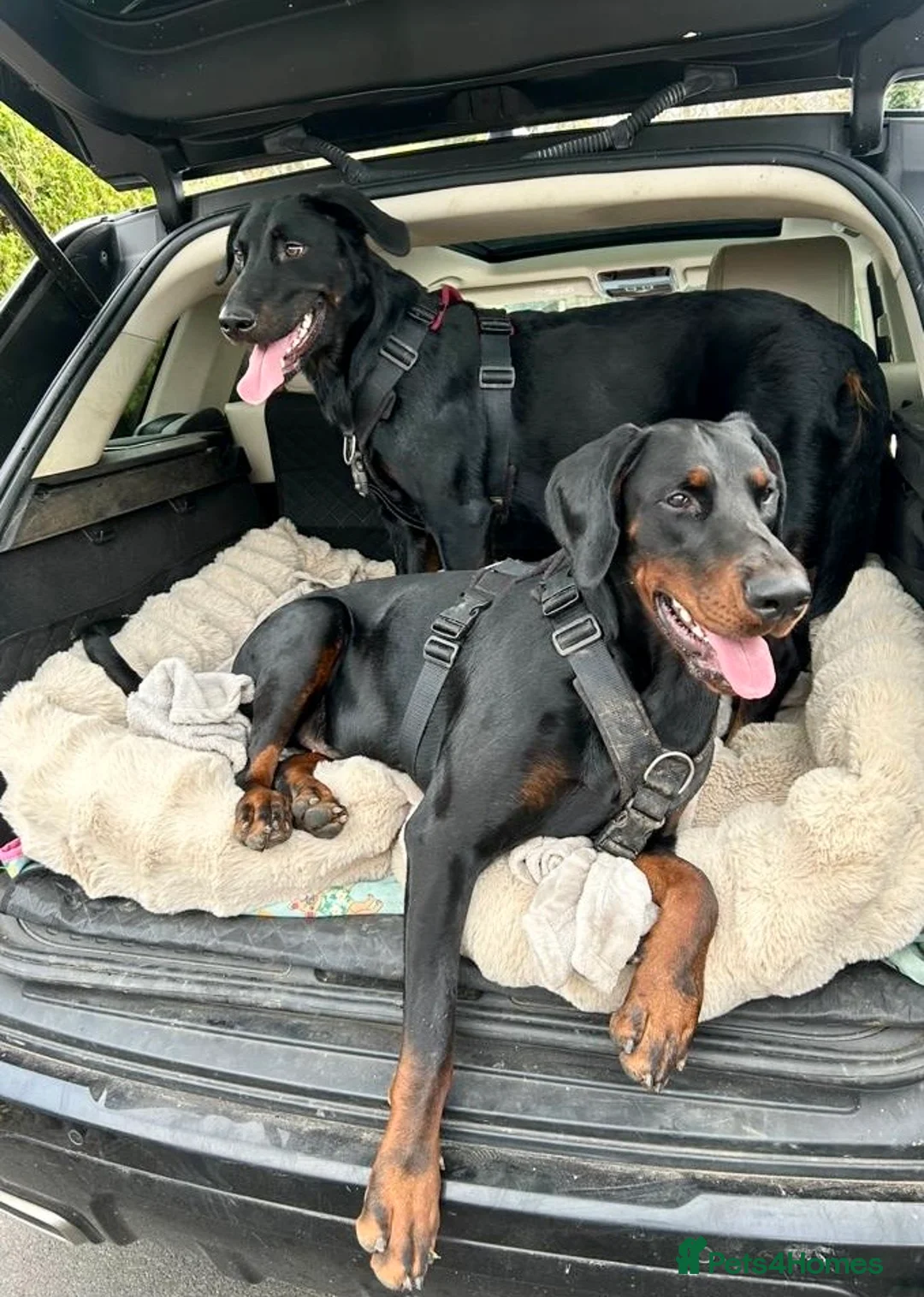 Mixed Breed dogs for sale: Adorable Doberman & Beauceron puppies for sale - Advert 3