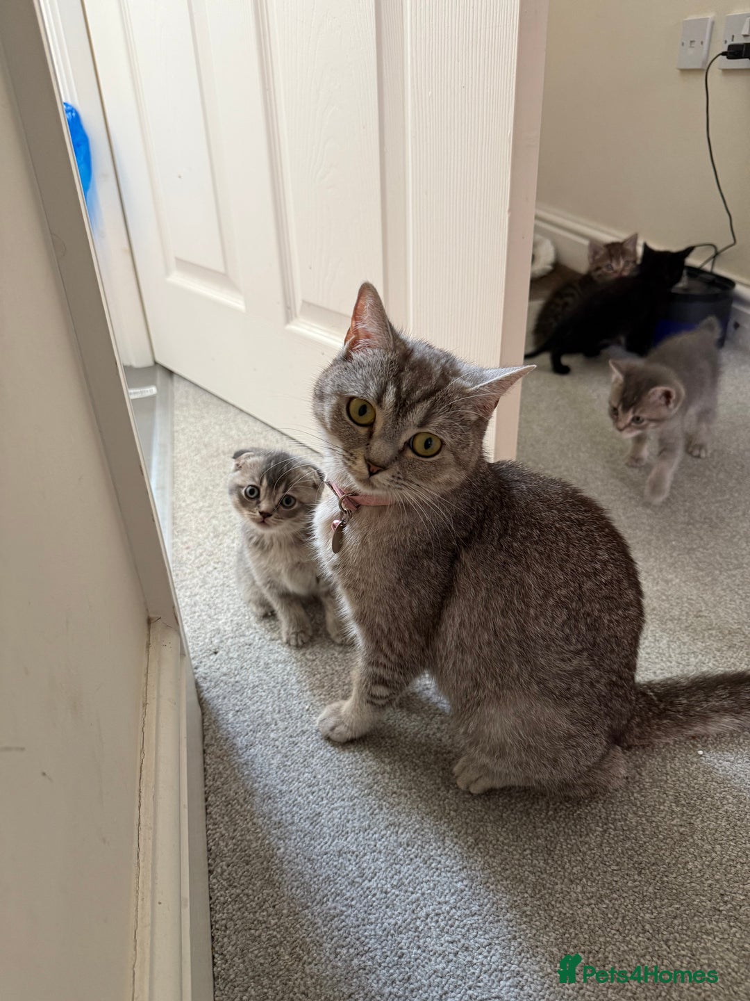 British Shorthair cats for sale: BSH X Scottish  - Image 6