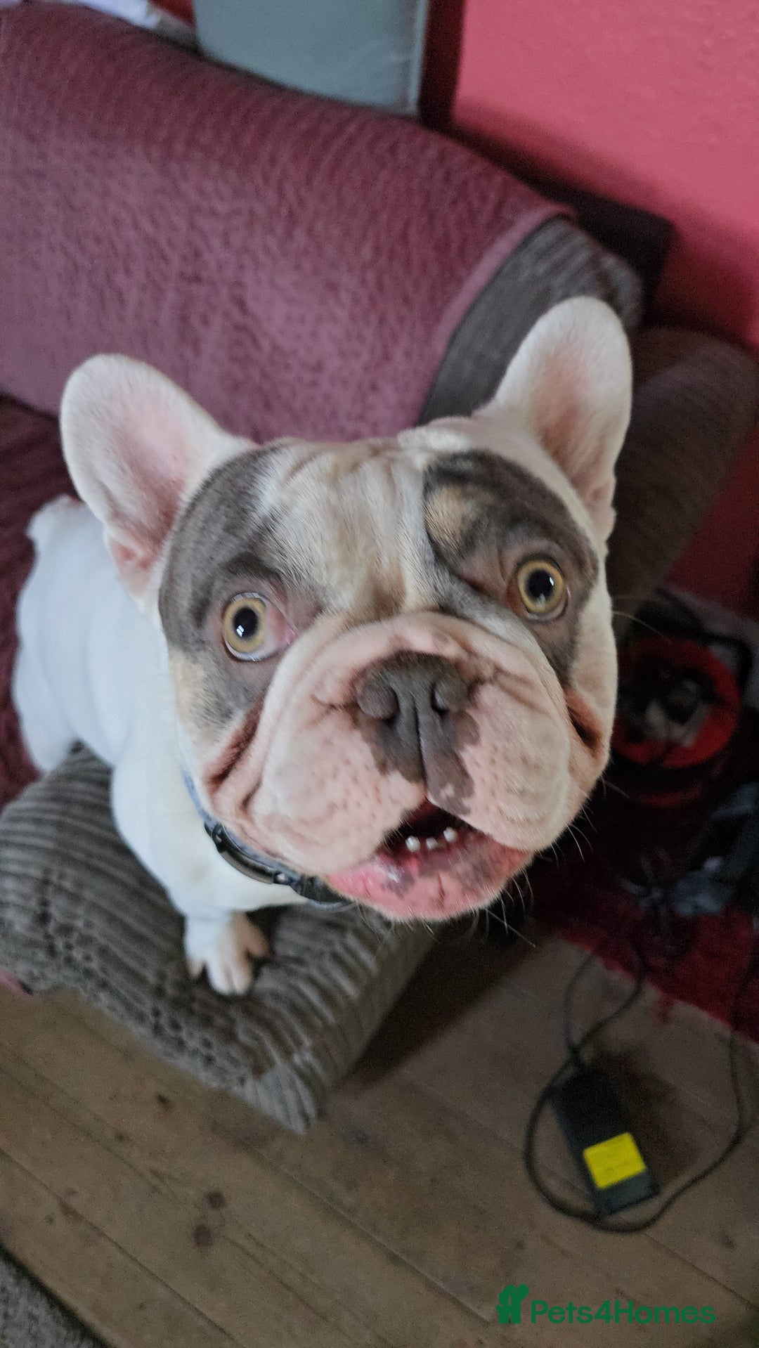 French Bulldog dogs for sale: Sad sale - Advert 7