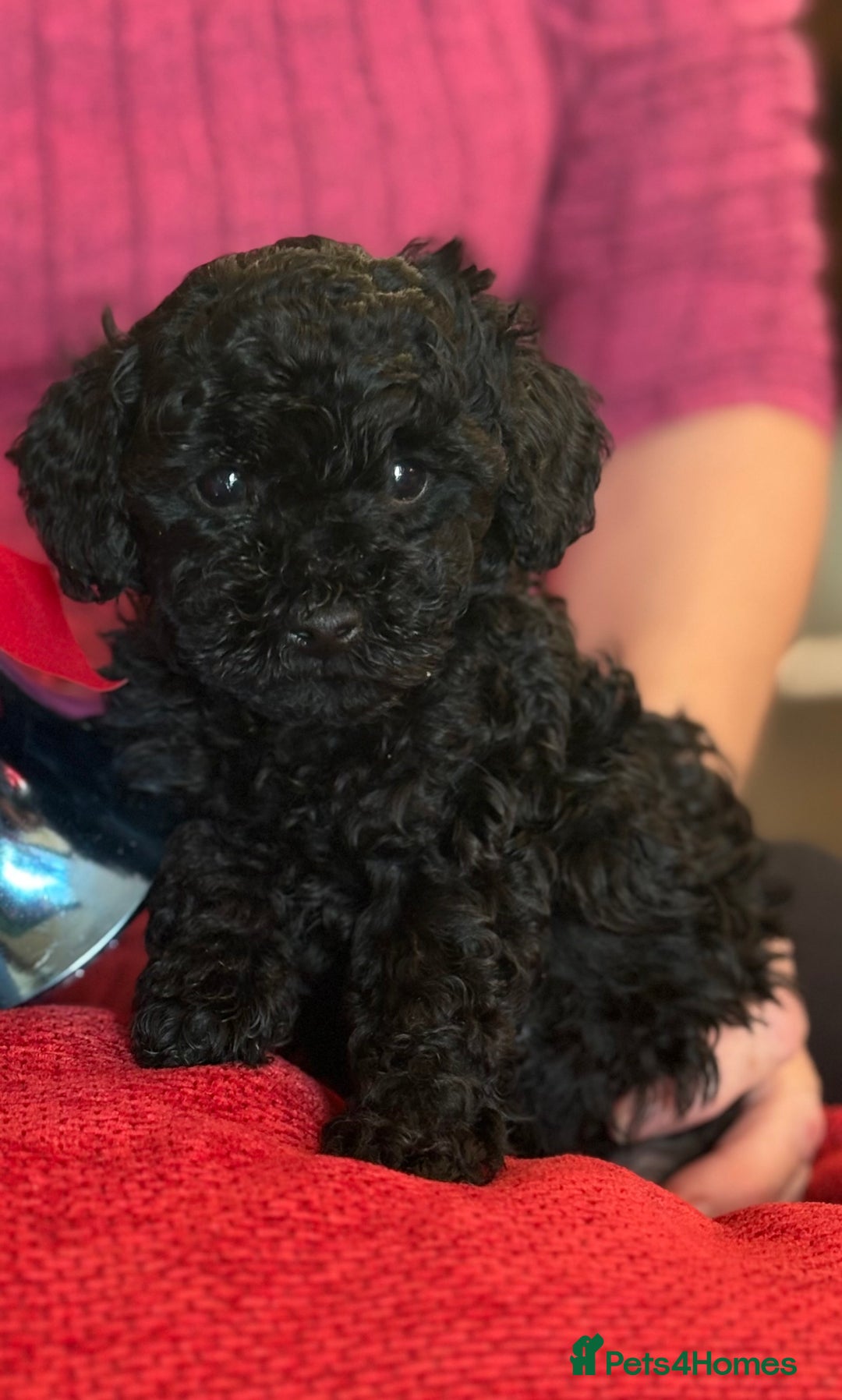 Toy Poodle dogs for sale: KC Reg. Mr Sunshine & Miss Scarlett remain ! - Advert 1