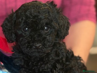 Toy Poodle dogs KC Registered Toy Poodles, Ready 4 Forever Homes! - Advert 4