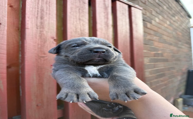 Cane Corso dogs - Advert 1