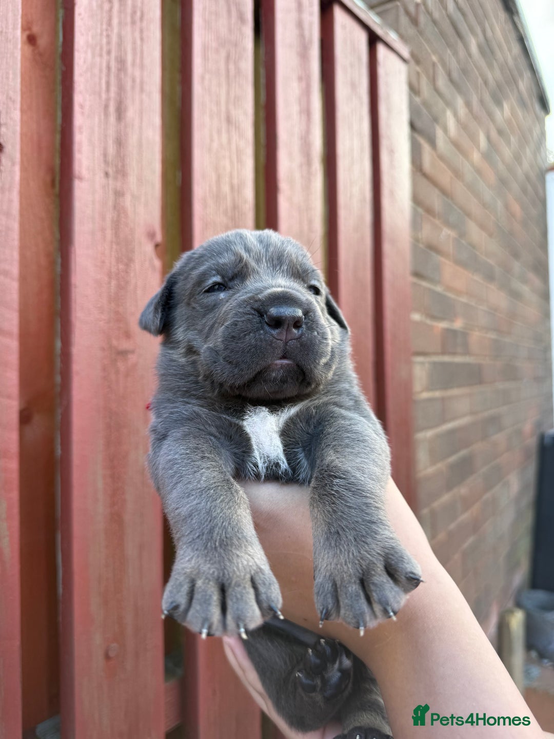 Cane Corso dogs for sale: cane corso pups - Image 1