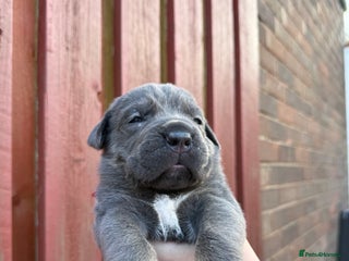 Cane Corso dogs - Advert 33