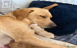 Labrador Retriever dogs for sale: Beautiful red fox KC registered labrador puppies  - Image 8