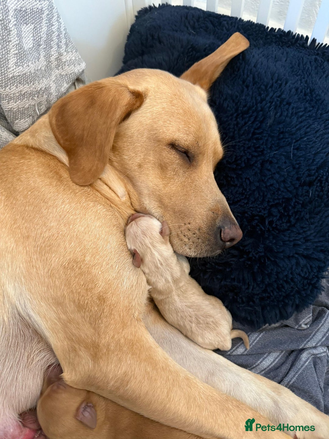 Labrador Retriever dogs for sale: Beautiful red fox KC registered labrador puppies  - Image 8
