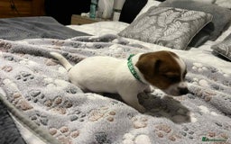 Jack Russell dogs for sale: Jack Russell Puppies for Sale  - Image 5