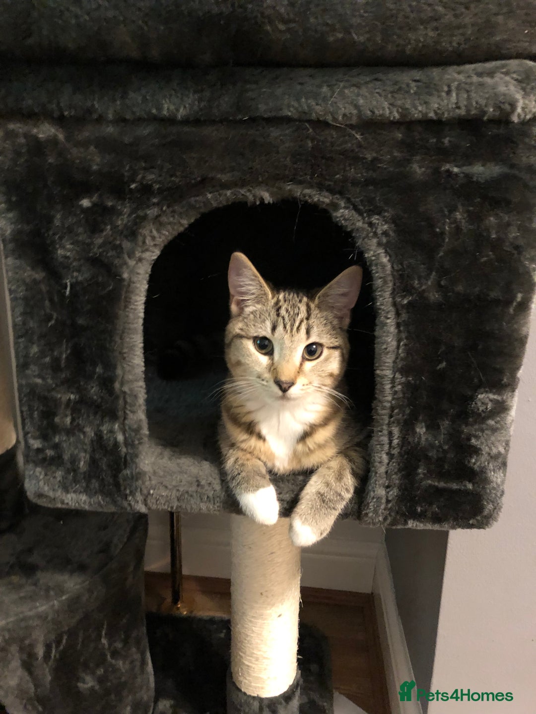 British Shorthair cats for sale: Loki and Hazel selling as a pair - Advert 15