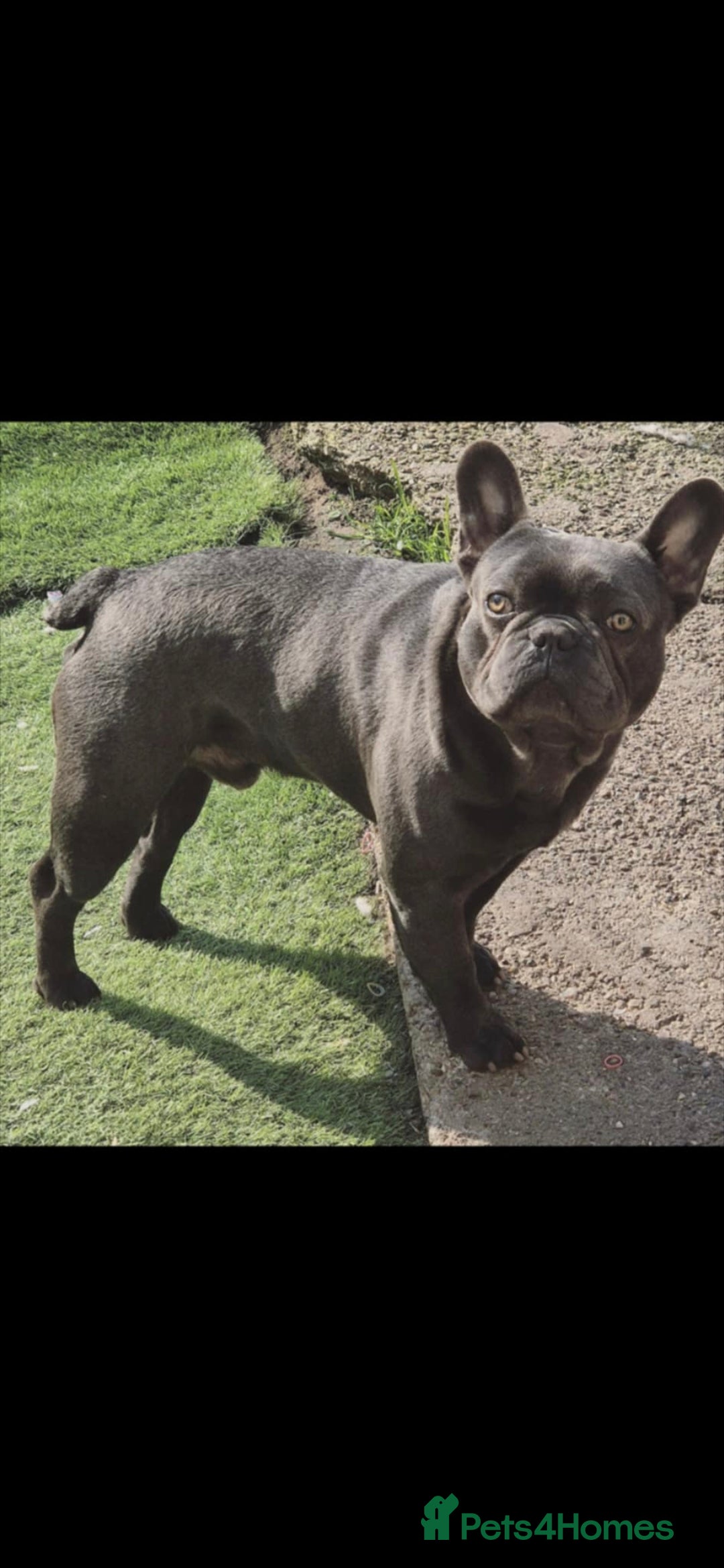 French Bulldog dogs for sale:  REDUCED ! 2 blue french bulldog boys for sale. - Advert 13