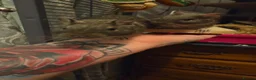 Rat rodents for sale: 2 female degus - Advert 1