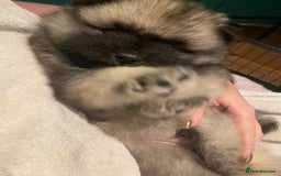Keeshond dogs for sale: 3 Beautiful Male Keeshond Pups - Image 5