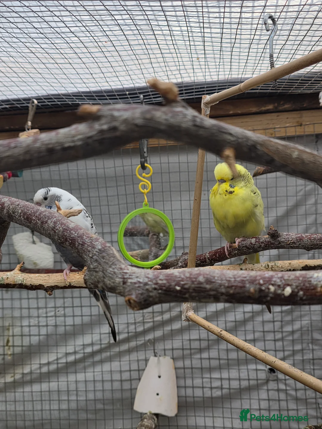 Budgerigars birds for sale: Budgies and guliden finch  - Advert 22