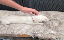 Mixed Breed dogs for sale: Golden Shepherd Puppies  - Image 21