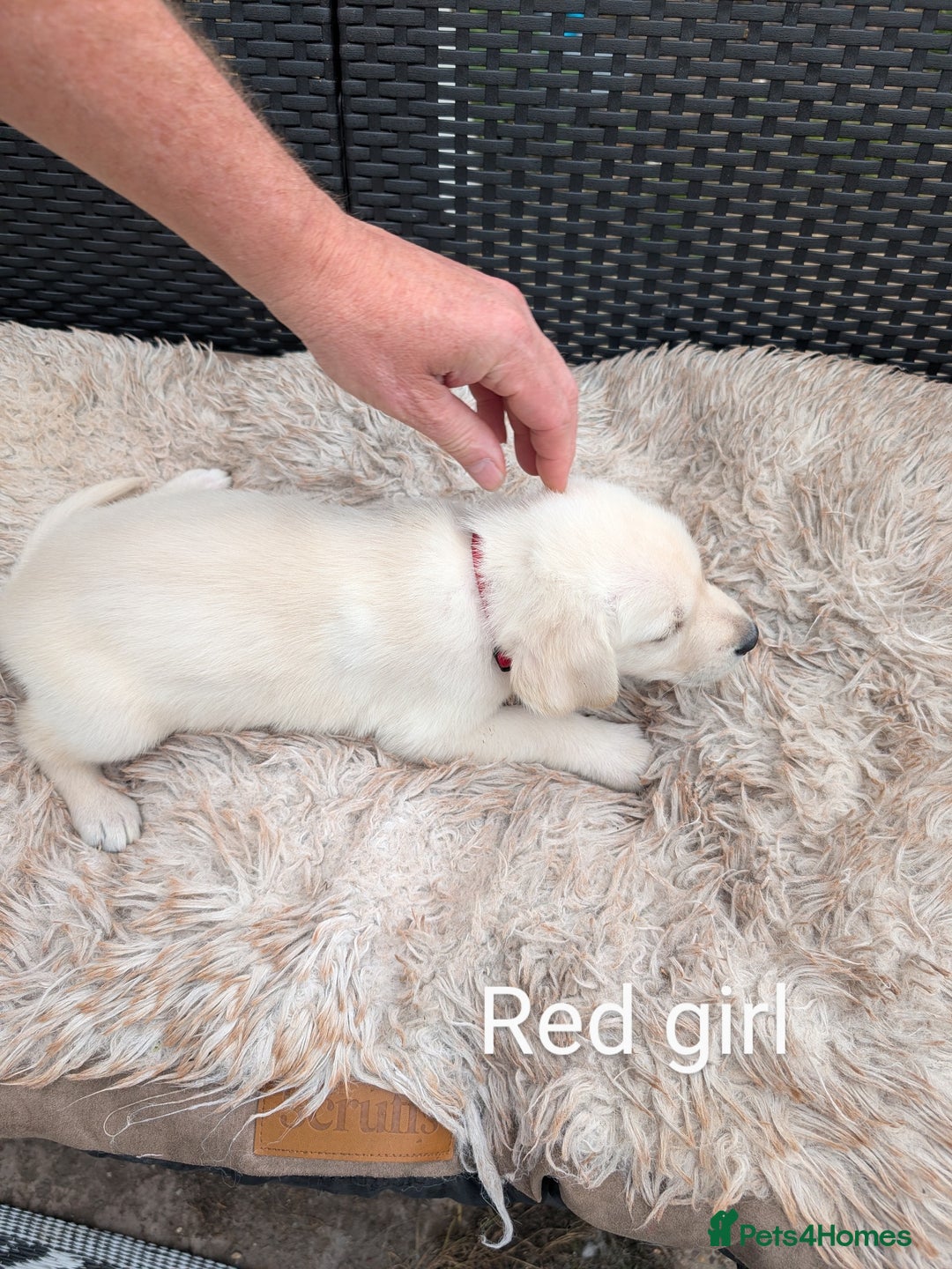 Mixed Breed dogs for sale: Golden Shepherd Puppies  - Image 21