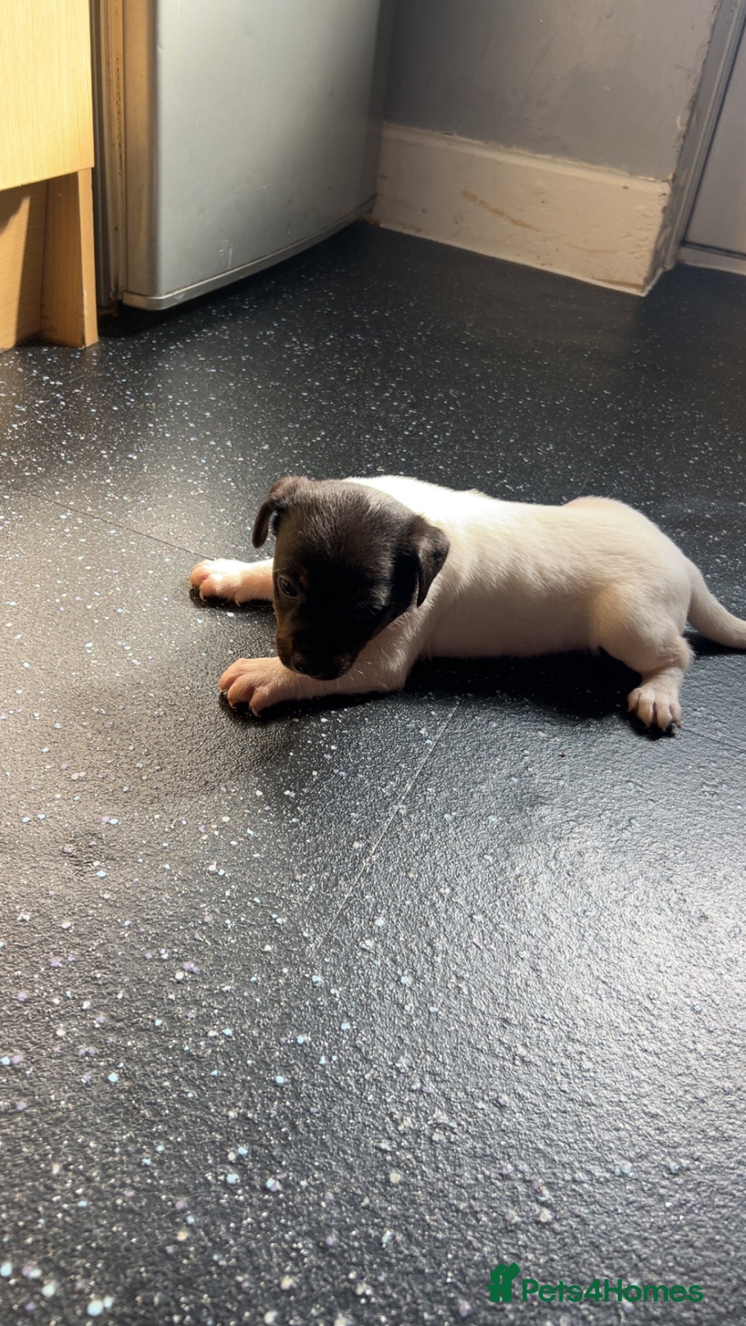 Jack Russell dogs for sale: Jack Russell  - Image 9