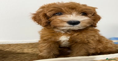 Cockapoo dogs - Advert 16
