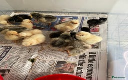 Chickens poultry for sale: Chicks - Image 16