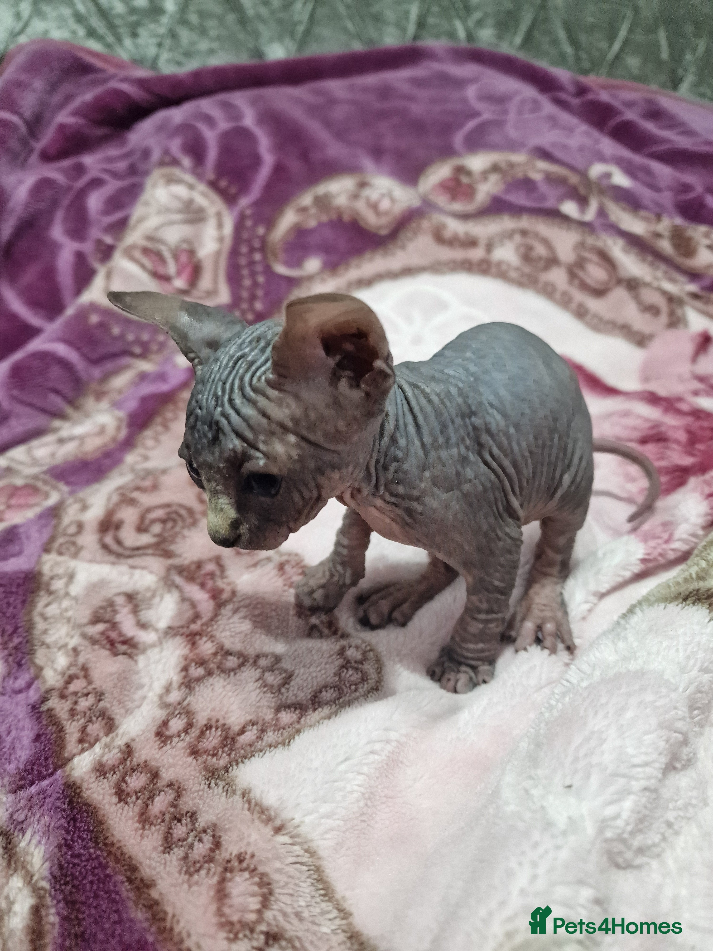 Sphynx cats Sphynx Kittens Looking for Loving Homes  - Advert 2