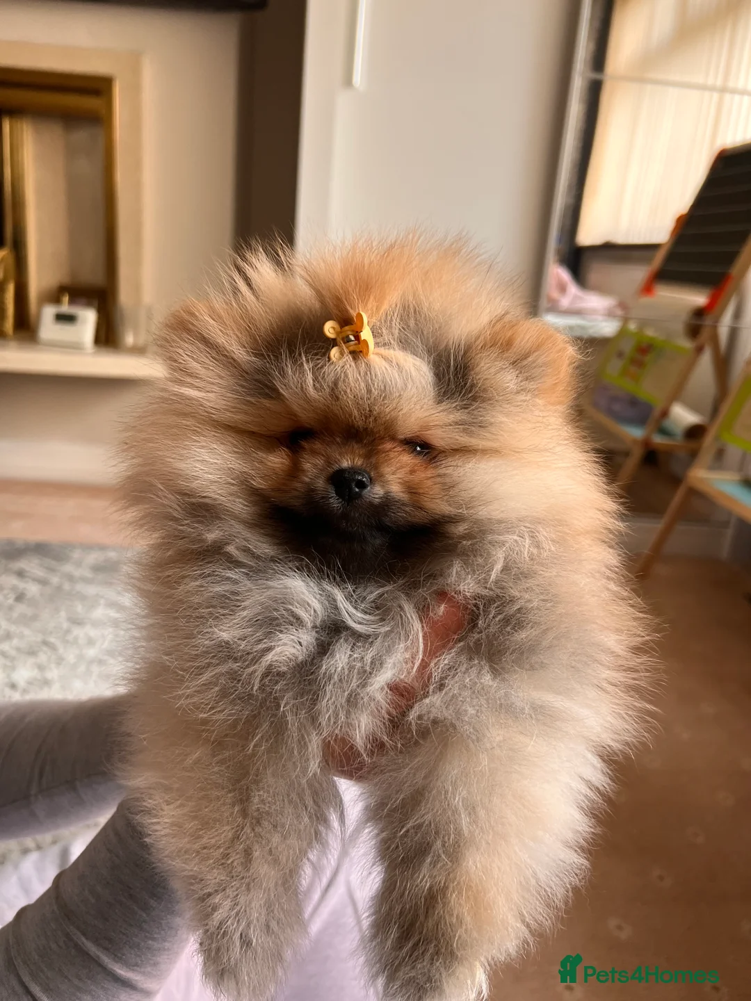 Pomeranian dogs for sale: Pomeranian Puppies looking for their new homes❤️ - Advert 2